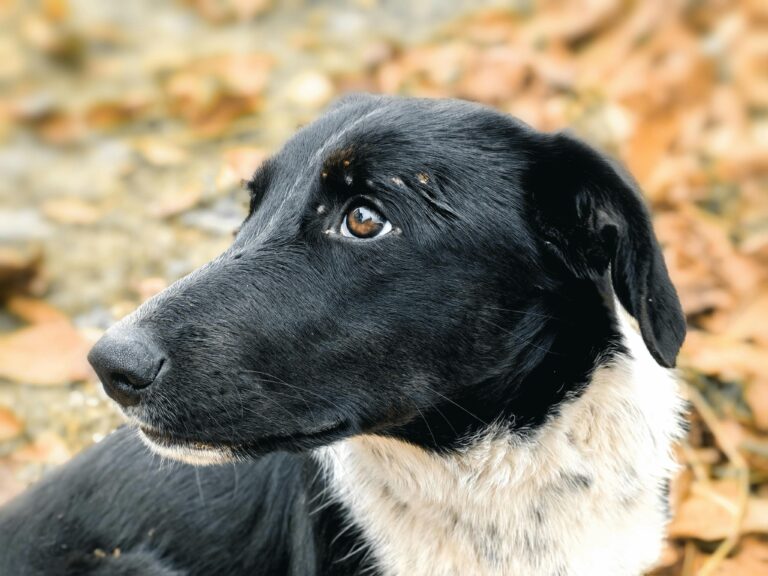 Chiens anxieux ou stressés : comment faire la différence et que faire pour l’aider ?